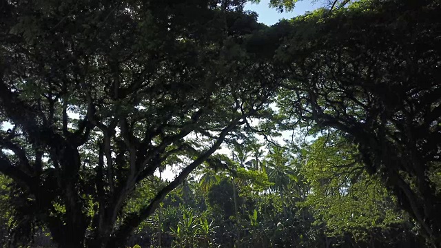 丛林森林拍摄视频素材画面1