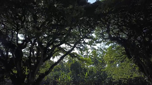 丛林森林拍摄视频素材画面2