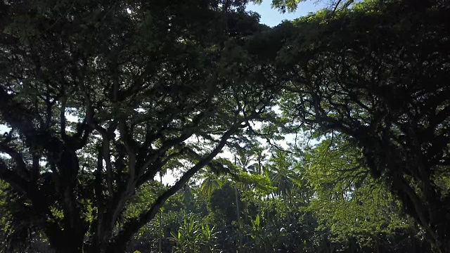 丛林森林拍摄视频素材画面4