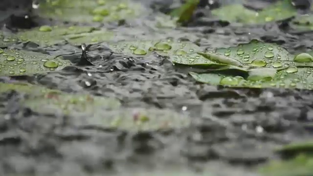 雨落绿叶的慢动作视频素材