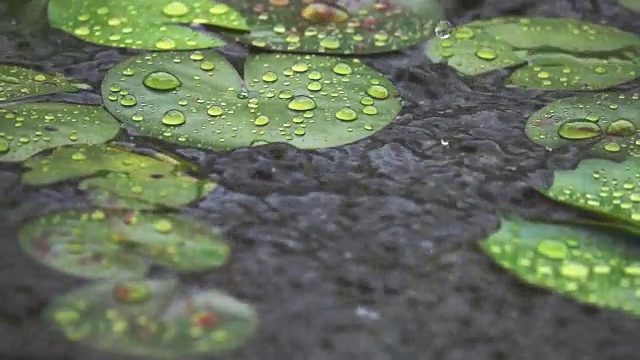 雨落绿叶的慢动作视频素材