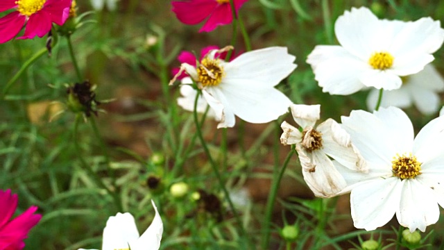 美丽的针宇宙花在花园里视频素材