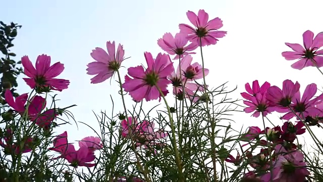 美丽的针宇宙花在花园里视频素材