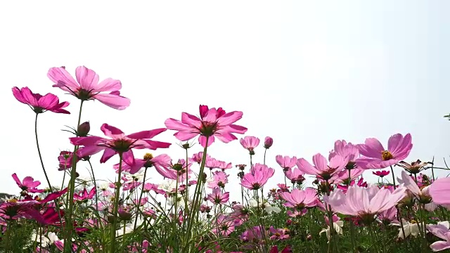 美丽的针宇宙花在花园里视频素材