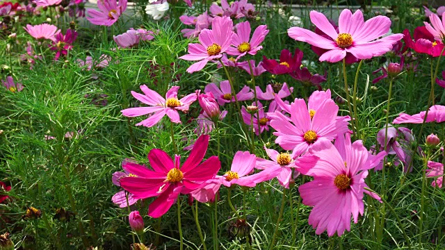 美丽的针宇宙花在花园里视频素材