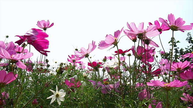 美丽的针宇宙花在花园里视频素材