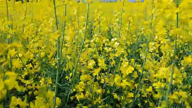 盛开的黄色油菜籽田，蔚蓝无云的天空。视频素材