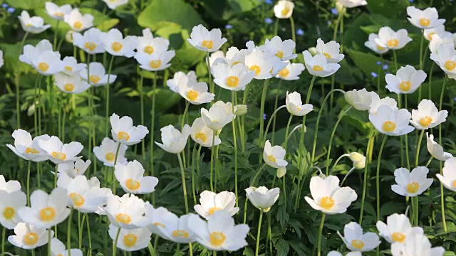 雪莲银莲花-银莲花sylvestris-在春季。浅的焦点。视频素材