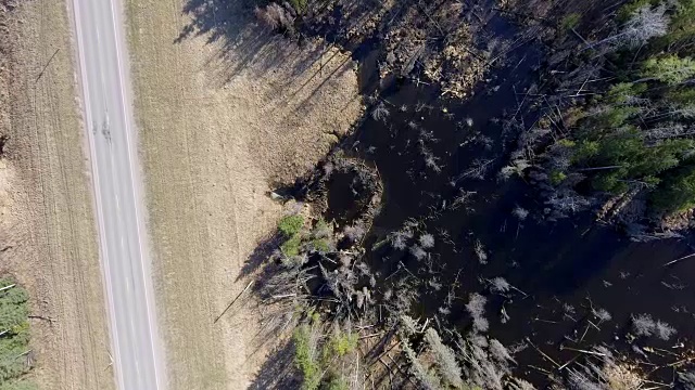 海狸栖息地视频素材