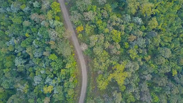 鸟瞰图飞过柏油两车道的森林道路与绿树茂密的树林生长的两边。视频素材