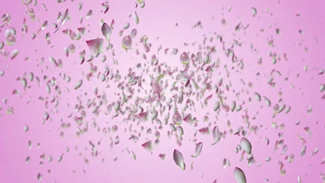 睡莲花瓣飞舞。视频素材画面3