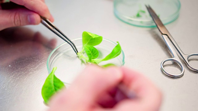 生物技术实验室科学家视频素材画面1