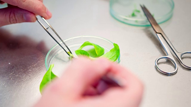 生物技术实验室科学家视频素材画面3