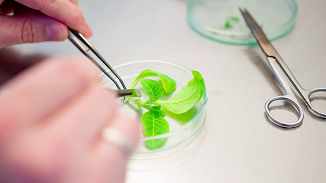 生物技术实验室科学家视频素材画面4