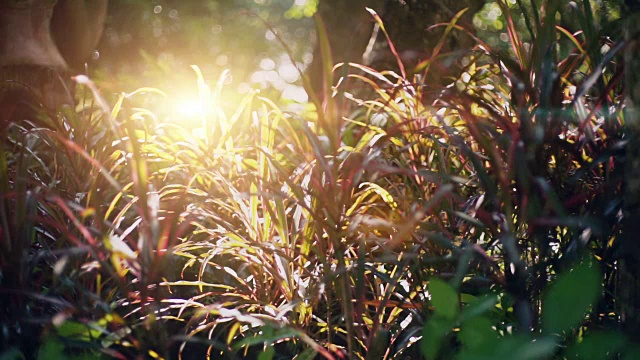 温暖的夏日阳光照耀着野生的草地。视频素材