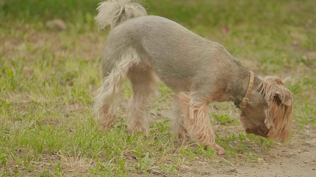 约克夏草犬嗅嗅在地上寻找一只狗本能慢动作视频，背景是棕色。宠物狗生活理念视频素材