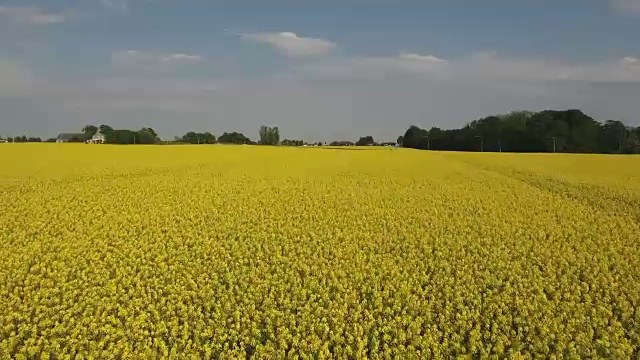 飞过瑞典的油菜地。视频素材