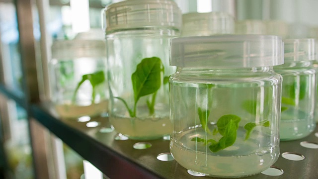 生物技术实验室科学家视频素材画面1