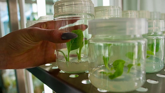生物技术实验室科学家视频素材画面4