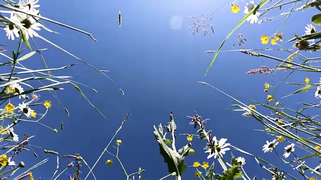 美丽的草地，长满野花，从下往上，蜜蜂牧场，4K视频素材