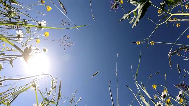 美丽的草地，长满野花，从下往上，蜜蜂牧场，4K视频素材