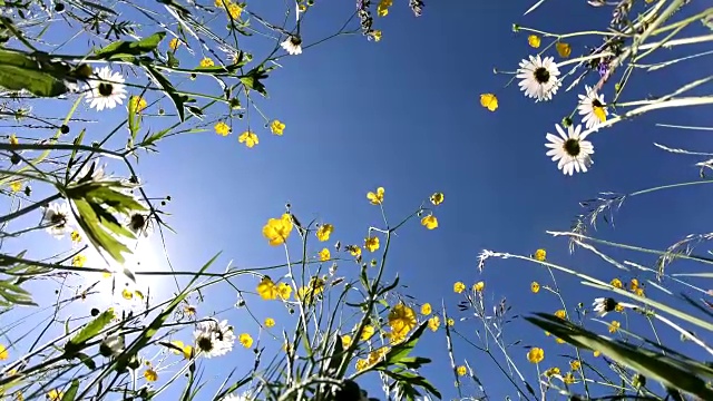 美丽的草地，长满野花，从下往上，蜜蜂牧场，4K视频素材