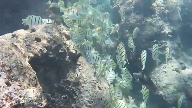 夏威夷哈瑙马湾的罪犯唐视频素材