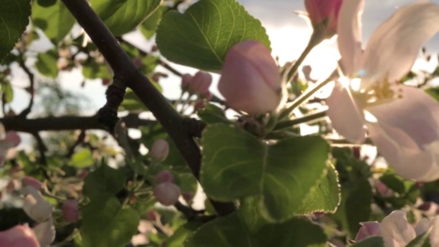 盛开的花苹果树在风中摇摆，太阳通过它的花瓣照耀视频素材