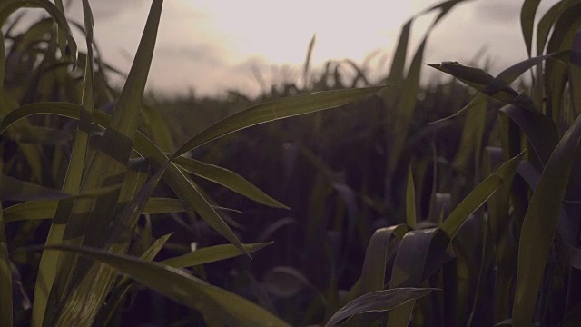 乡村春天日落时的绿色玉米地视频素材