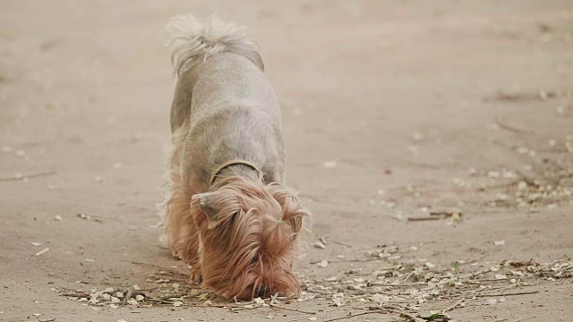 约克郡犬嗅在地上寻找狗本能慢动作视频，在一个棕色的背景。宠物生活方式狗概念视频素材