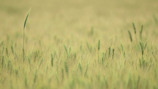 麦秸长在麦田上视频素材