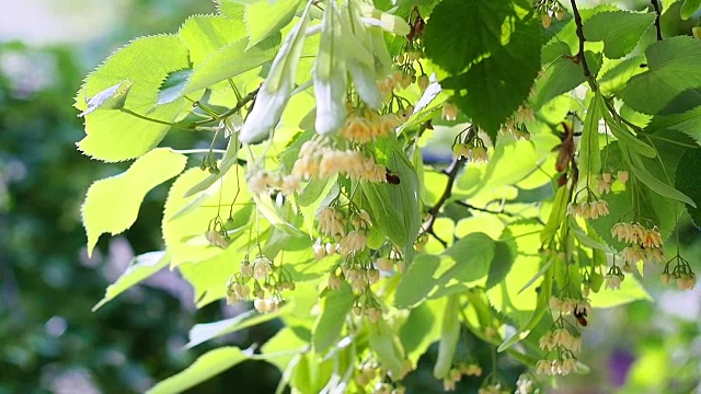 蜜蜂在盛开的黄椴树花上视频素材