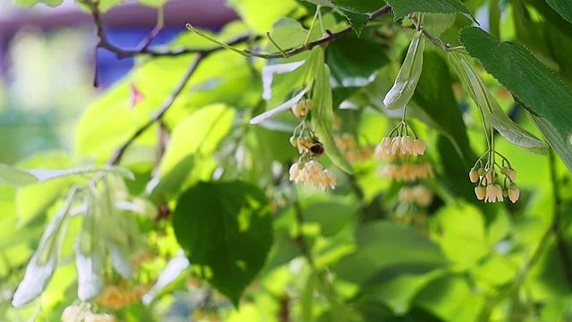 蜜蜂在盛开的黄菩提花上视频素材