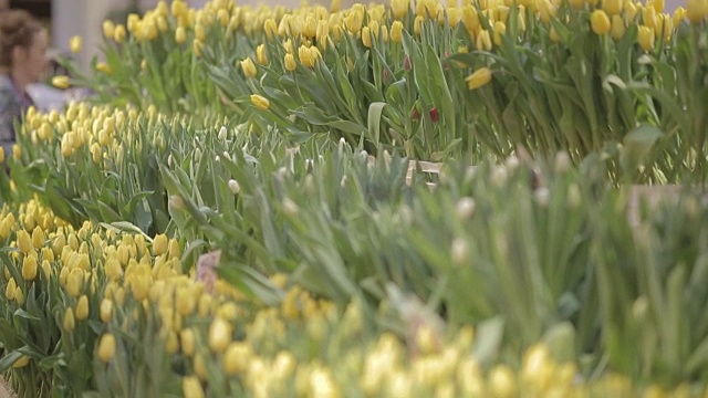 花店里有许多郁金香视频素材