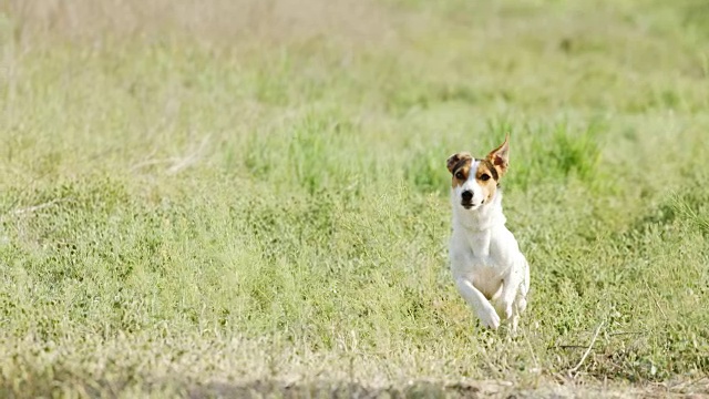 美丽活泼的杰克罗素梗犬在镜头前奔跑视频素材