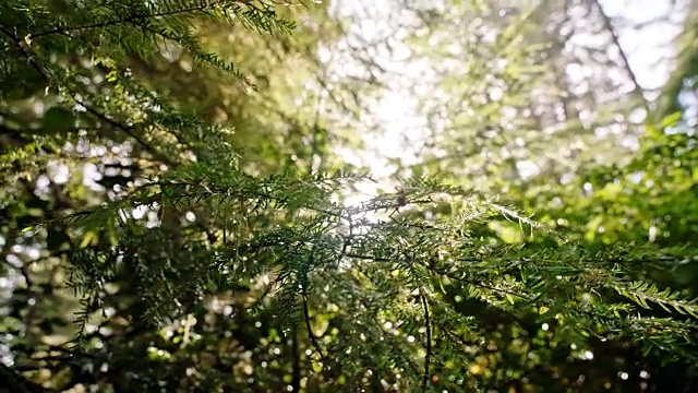 阳光穿过沾有露水的树枝。视频素材