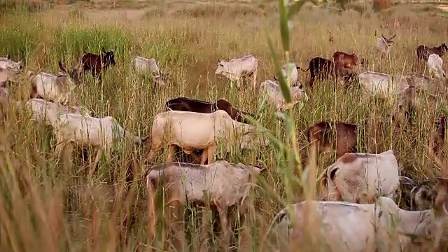 奶牛在野外吃草视频素材