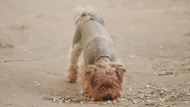 约克郡犬嗅嗅在地上寻找一只狗本能慢动作视频，背景是棕色的生活方式。宠物狗的概念视频素材