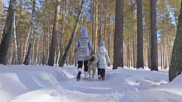 美丽的女人和小孩走在冬天的森林与哈士奇狗。快乐的年轻母亲和女儿在冬季公园与哈士奇狗。雪林中的西伯利亚哈士奇。视频素材画面4