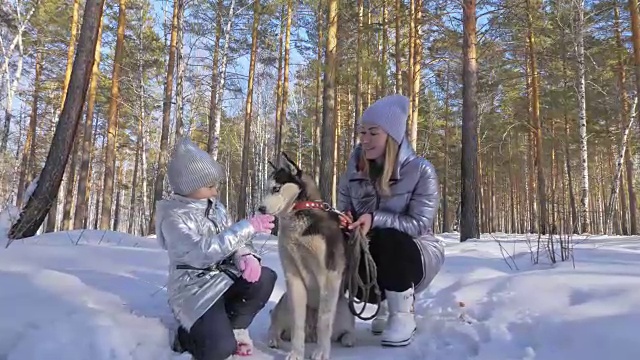 美丽的女人和小孩走在冬天的森林与哈士奇狗。快乐的年轻母亲和女儿在冬季公园与哈士奇狗。雪林中的西伯利亚哈士奇。视频素材画面2