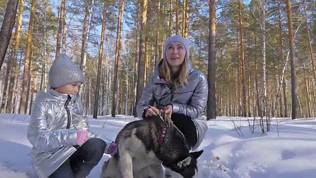 美丽的女人和小孩走在冬天的森林与哈士奇狗。快乐的年轻母亲和女儿在冬季公园与哈士奇狗。雪林中的西伯利亚哈士奇。视频素材画面3