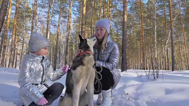 美丽的女人和小孩走在冬天的森林与哈士奇狗。快乐的年轻母亲和女儿在冬季公园与哈士奇狗。雪林中的西伯利亚哈士奇。视频素材画面4