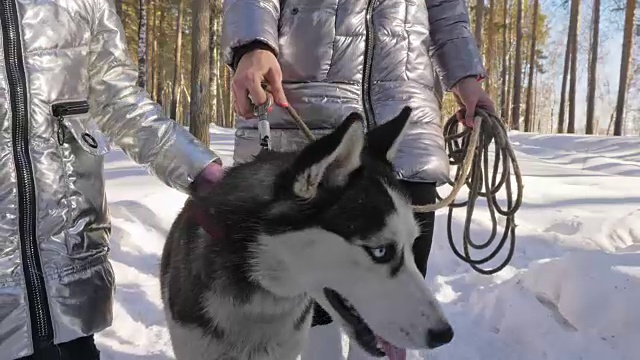 美丽的女人和小孩走在冬天的森林与哈士奇狗。快乐的年轻母亲和女儿在冬季公园与哈士奇狗。雪林中的西伯利亚哈士奇。视频素材画面1