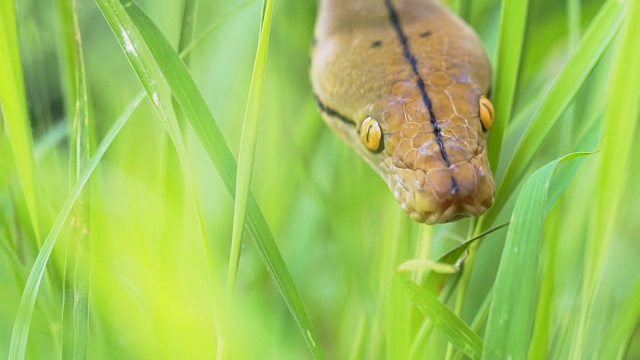 python(莫雷利亚viridis)。眼睛的特写视频素材