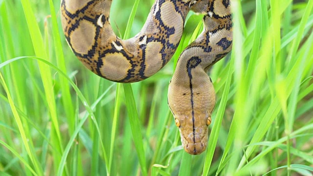 python(莫雷利亚viridis)。眼睛的特写视频素材