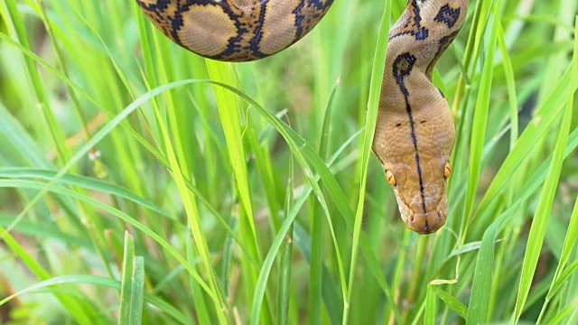 python(莫雷利亚viridis)。眼睛的特写视频素材