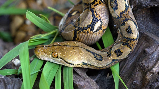 python(莫雷利亚viridis)。眼睛的特写视频素材