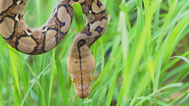 python(莫雷利亚viridis)。眼睛的特写视频素材