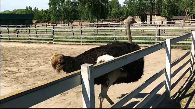 家养野生非洲鸵鸟(struthio camelus)正在一个鸵鸟农场的鸟舍里行走。视频素材