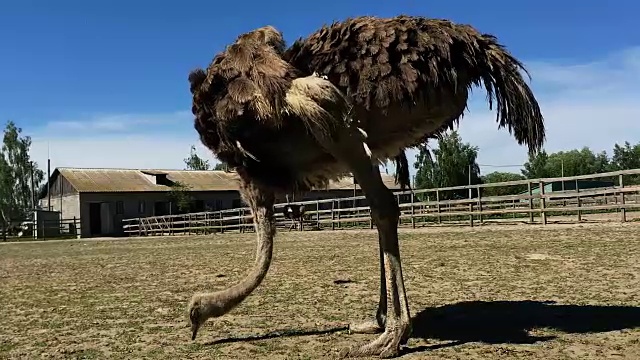 家养野生非洲鸵鸟(struthio camelus)正在一个鸵鸟农场的鸟舍里行走。视频素材